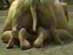 Pit Bull Estuprando a Dona Bunduda