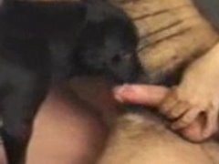 Cachorro participando de uma orgia