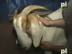 Homem comendo uma cabrita e gozando nela